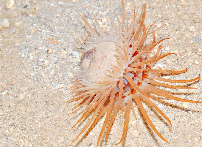 Photograph of a file clam